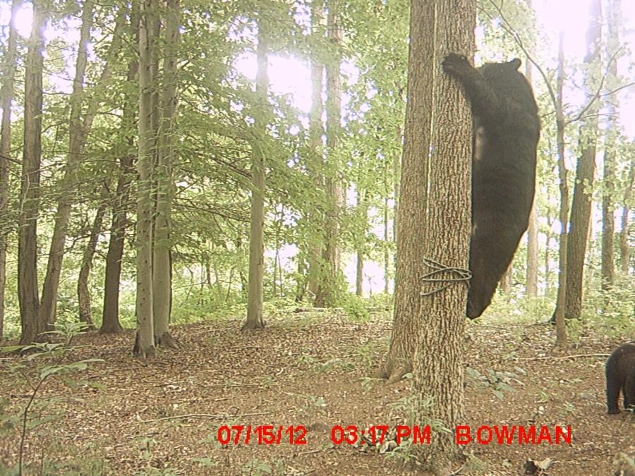 Deer Feeders And Bears